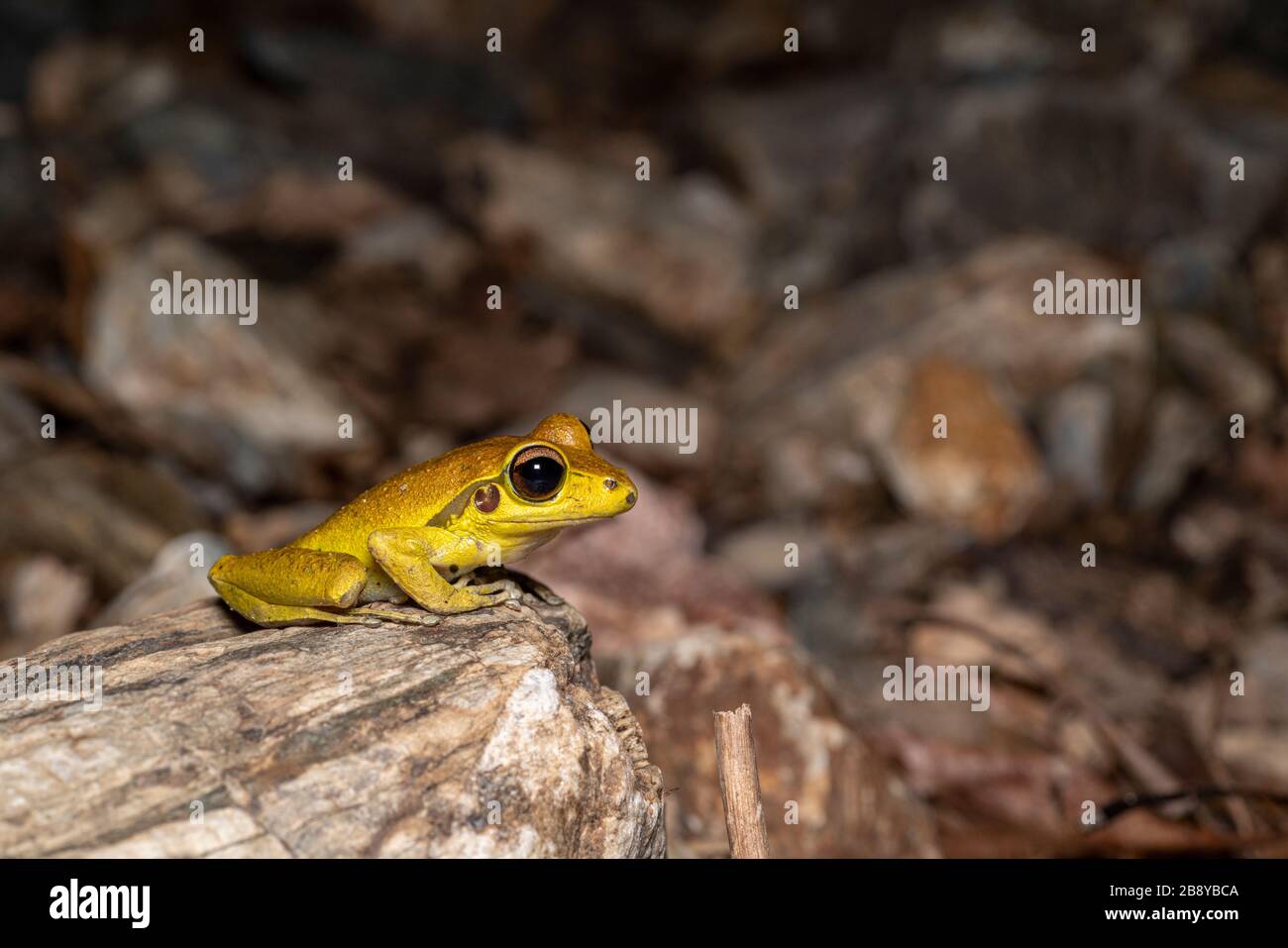 Northern stony creek frogs (Litoria jungguy) near water at night in Queensland rainforest, Australia Stock Photo