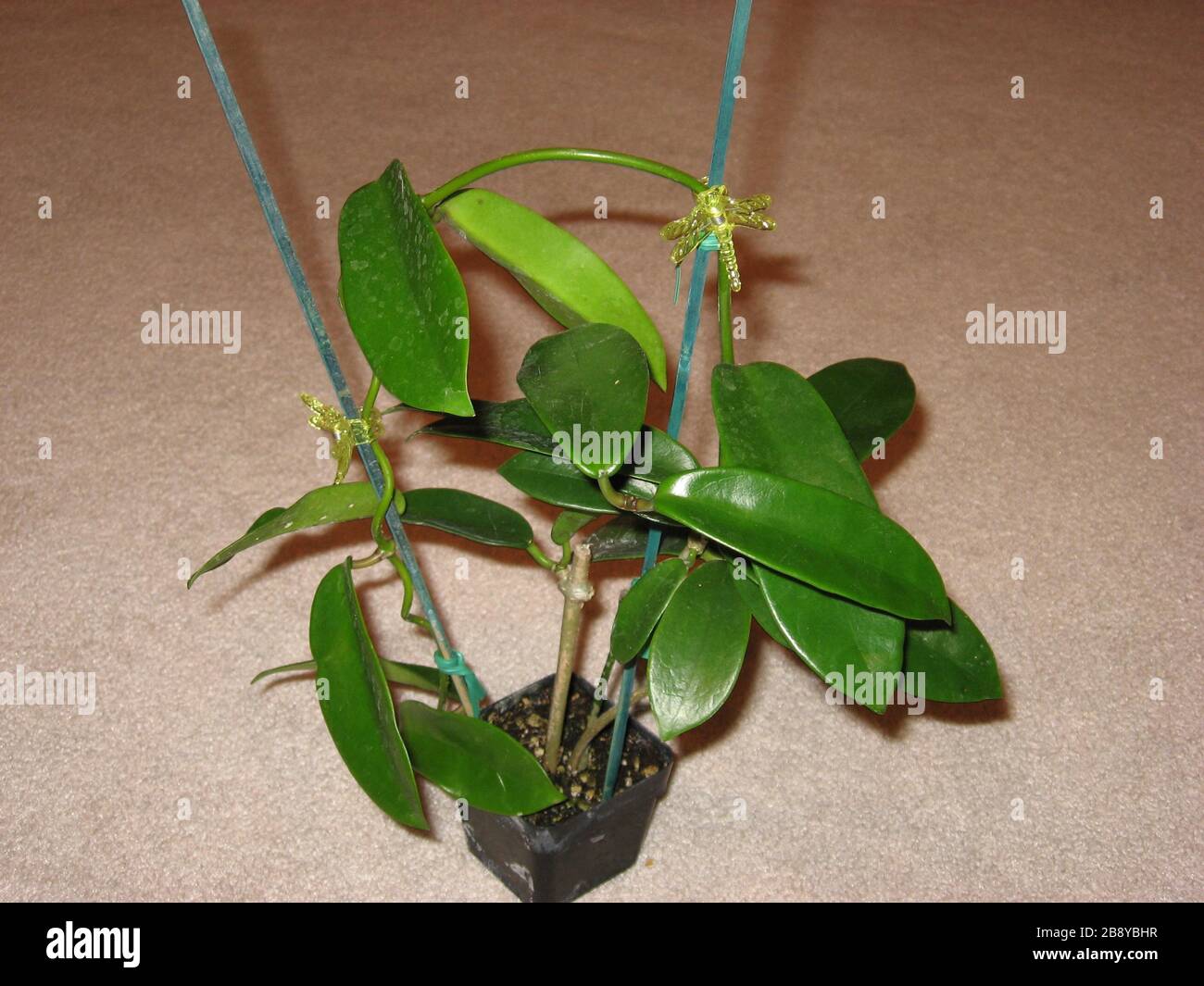 Hoya Meliflua High Resolution Stock Photography And Images Alamy