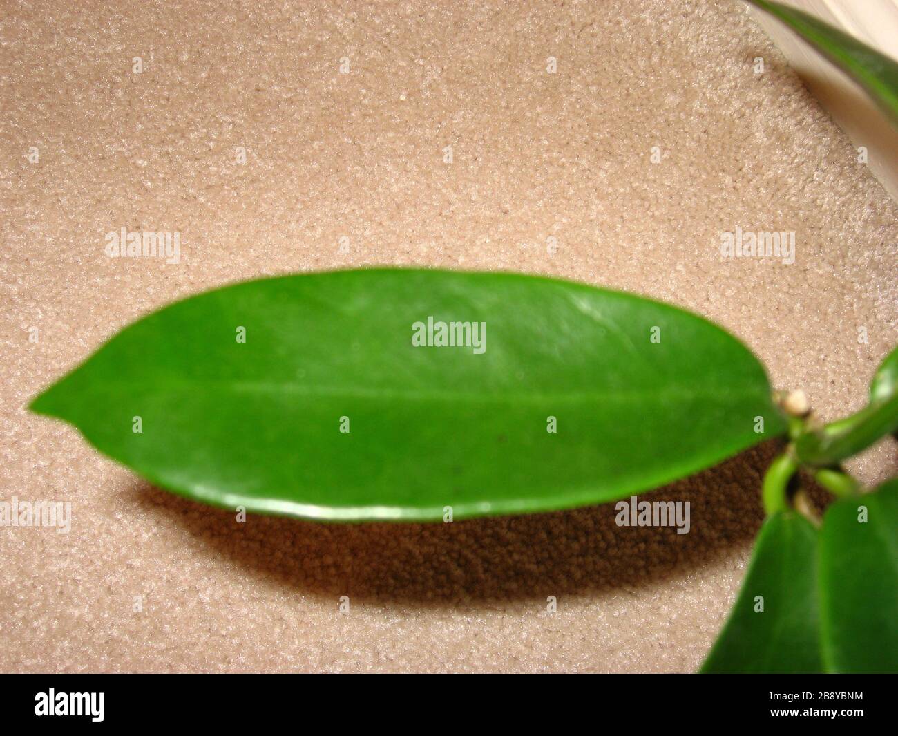 English This Is A Close Up Of A Leaf Of Hoya Meliflua 31 December 07 Self Madetransferred From En Wikipedia Anonymousunknown Author Stock Photo Alamy