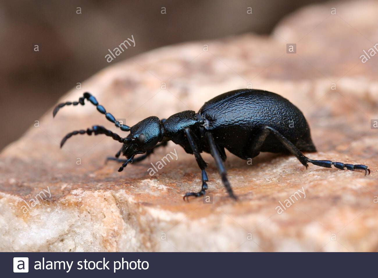 Ölkäfer Im Garten