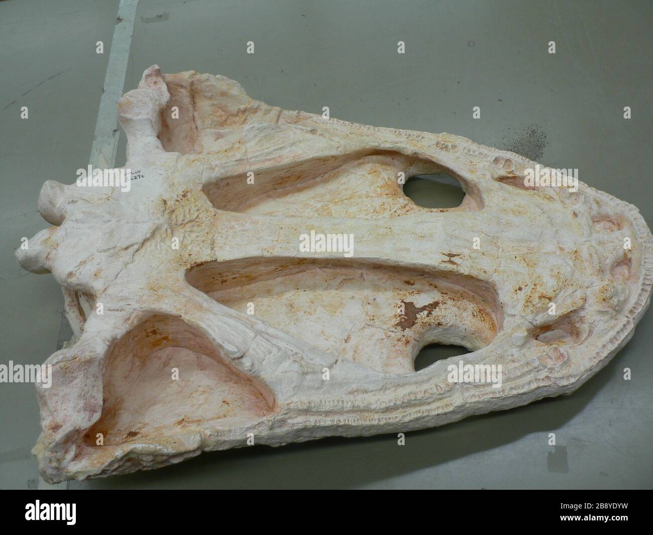 'English: Metoposaurus skull - ventral view. UALVP.; 2 January 2009 (original upload date); Own work by the original uploader; Jeyradan; ' Stock Photo