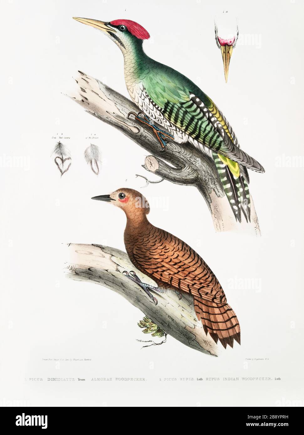 Vintage animal zoological illustration art plate from Illustrations of ...
