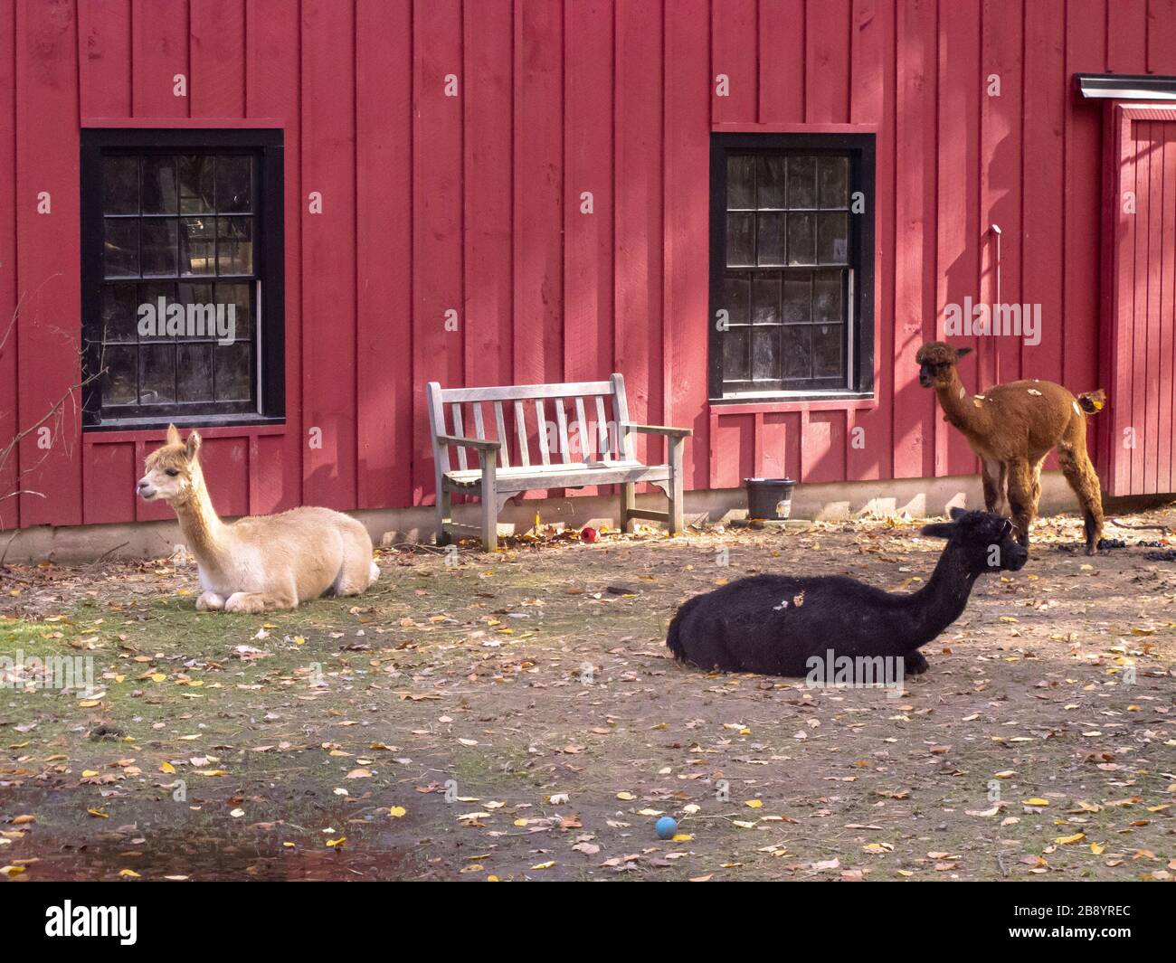 Unity Farm Sanctuary in Sherborn Massachusetts Stock Photo Alamy