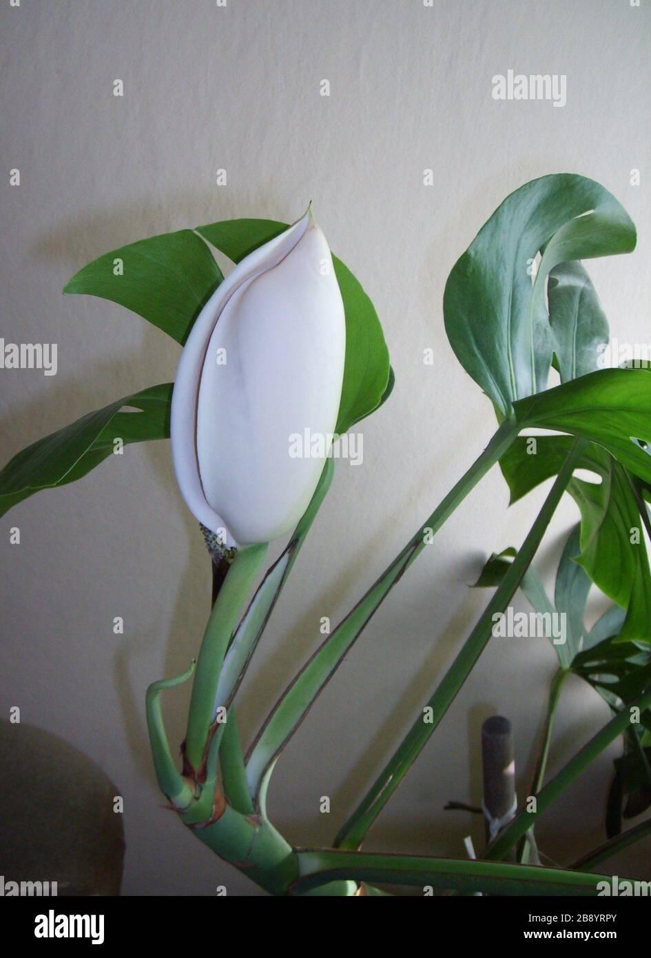 English Monstera Deliciosa Flower Picture Taken By Pmil On December 30 06 17 November 07 Original Upload Date Transferred From En Wikipedia To Commons Bozejmonstera At English Wikipedia Stock Photo Alamy English Monstera Deliciosa Flower Picture Taken By Pmil On December 30 06 17 November 07 Original Upload Date Transferred From En Wikipedia To Commons Bozejmonstera At English Wikipedia Stock Photo Alamy