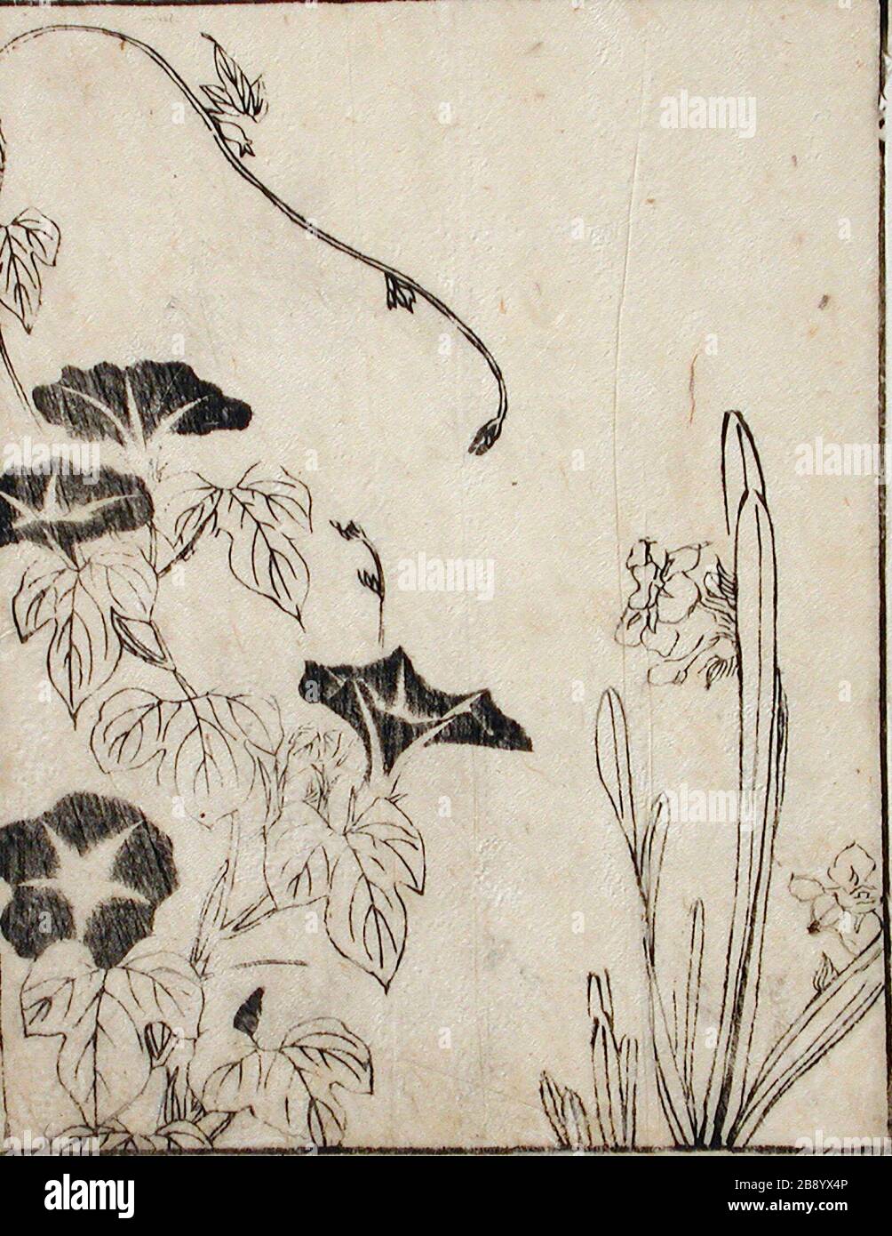 'Morning Glory and Daffodil; English:  Japan, late 18th - early 19th century Prints; woodcuts Black and white woodblock print from a book Image:  8 1/8 x 6 3/8 in. (20.64 x 16.19 cm); Sheet:  8 5/16 x 6 9/16 in. (21.11 x 16.67 cm) Gift of Ruth and Milton Hecht (M.2000.104.12) Japanese Art; Late 18th - early 19th century; ' Stock Photo
