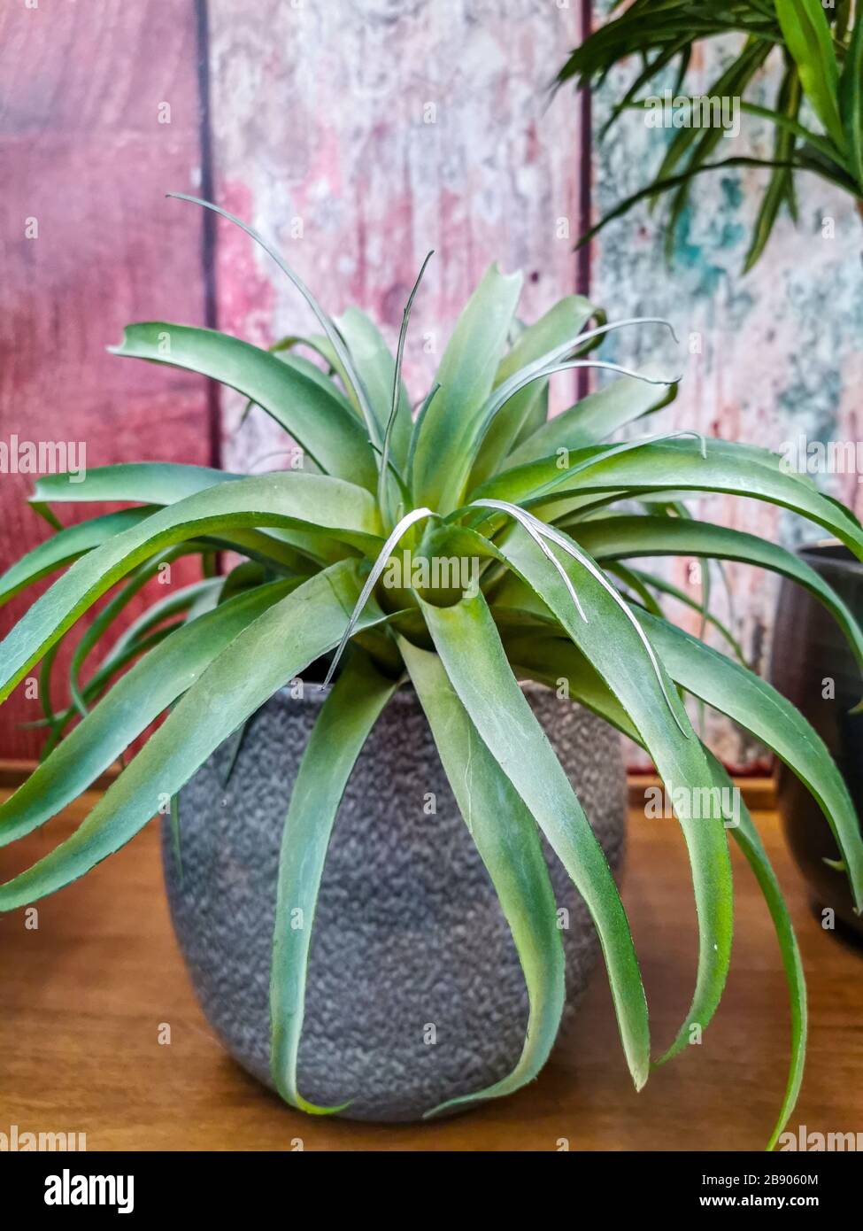 Large bromeliad air plant in a grey pot indoors Stock Photo