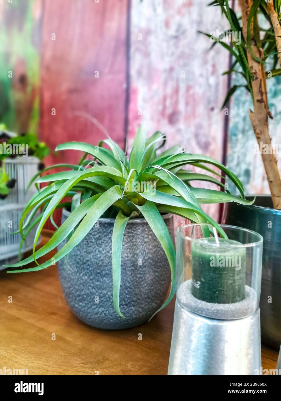 Large bromeliad air plant in a grey pot indoors Stock Photo