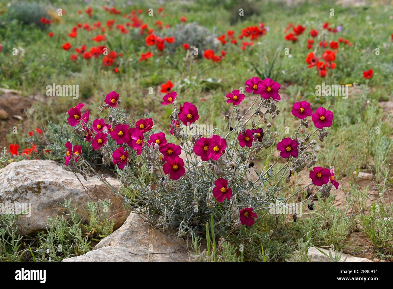 Helianthemum [here Helianthemum vesicarium]  known as rock rose, sunrose, rushrose, or frostweed, a flowering plant in the family Cistaceae. They are Stock Photo