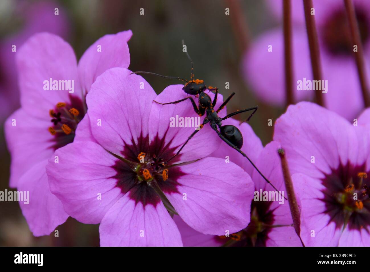 An ant, covered in pollen, is pollinating a Linum pubescens, (the hairy pink flax), flower while collecting nectar. The plant is annual and blooms in Stock Photo