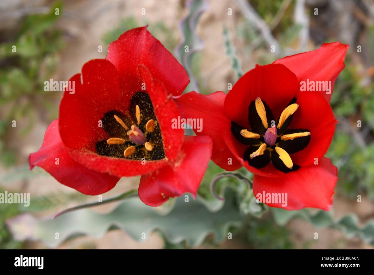 Red wild Tulipa systola (Desert Tulip) Photographed at the Lotz Cisterns in The Negev Desert Israel in March Stock Photo