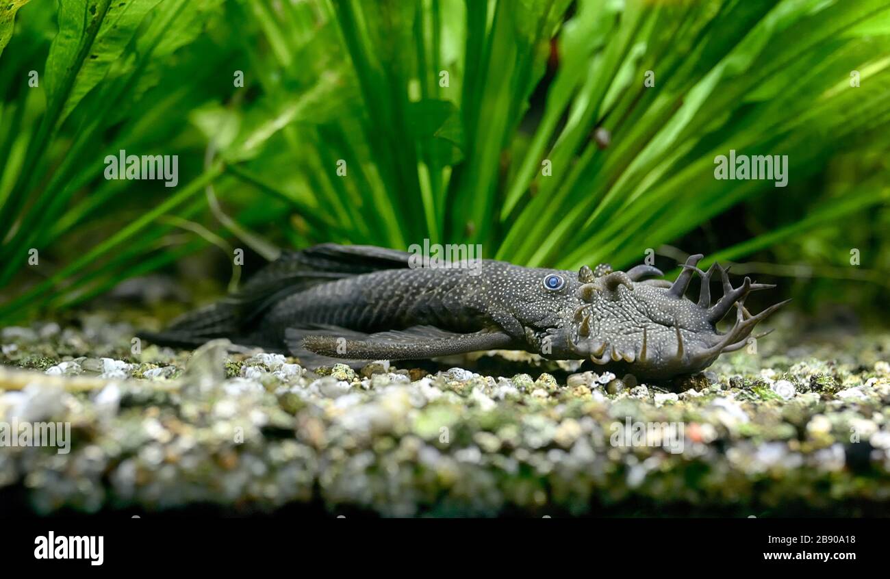 Tropical water Ancistrus catfish male lying on aquarium bottom. Stock Photo