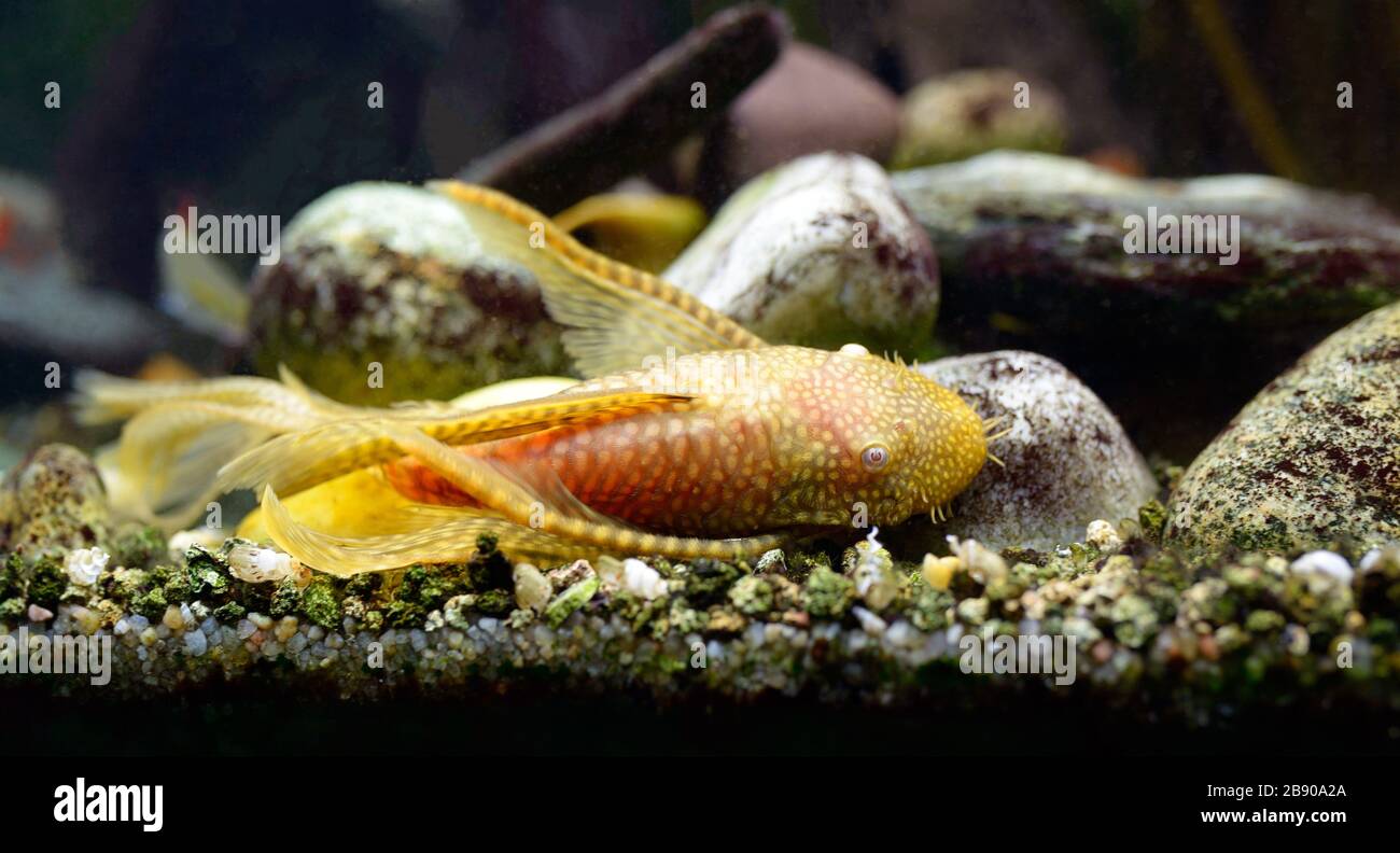 Tropical water Albino, Ancistrus catfish lying on aquarium bottom. Stock Photo