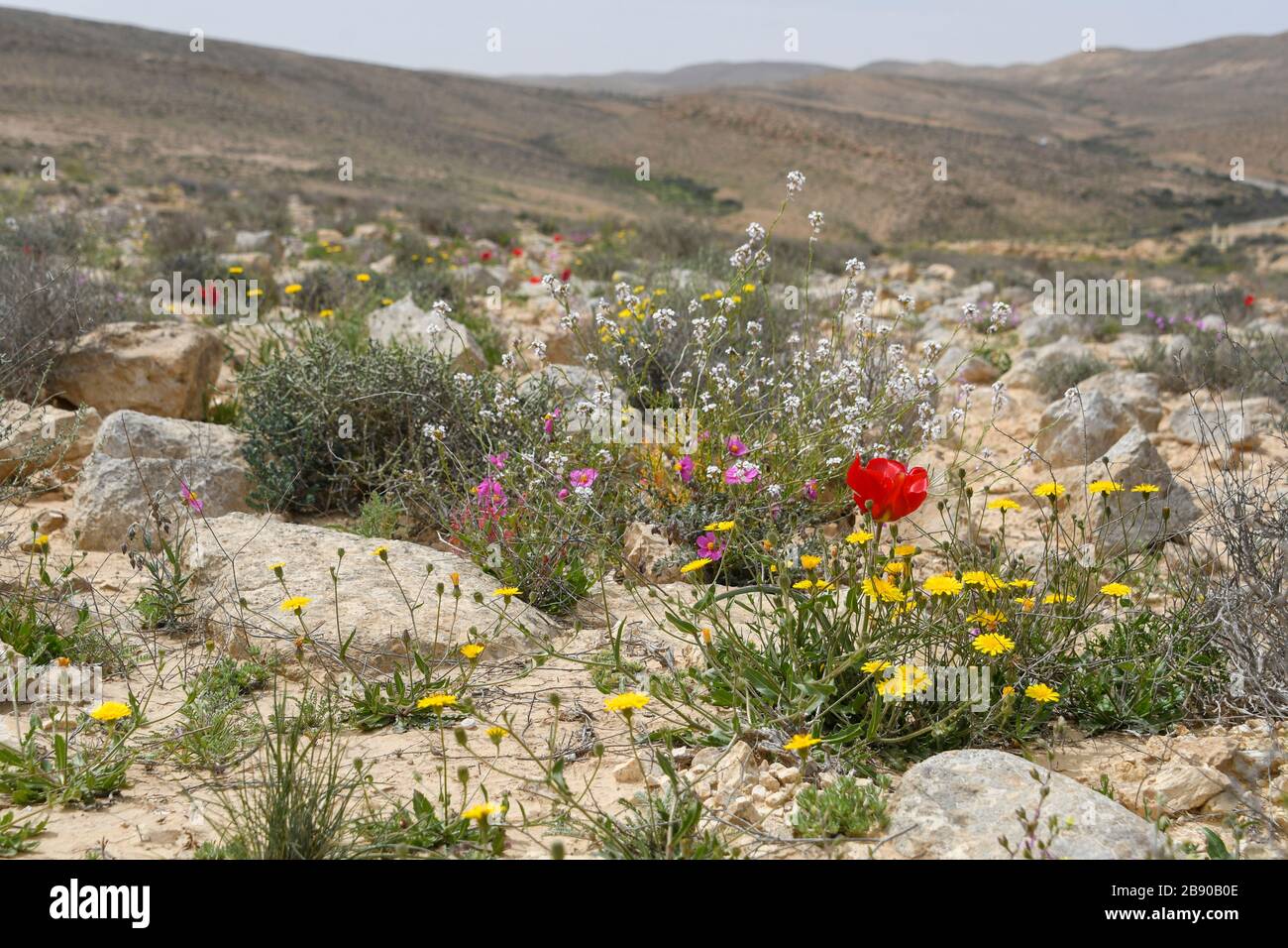 After a rare rainy season in the Negev Desert, Israel, an abundance of