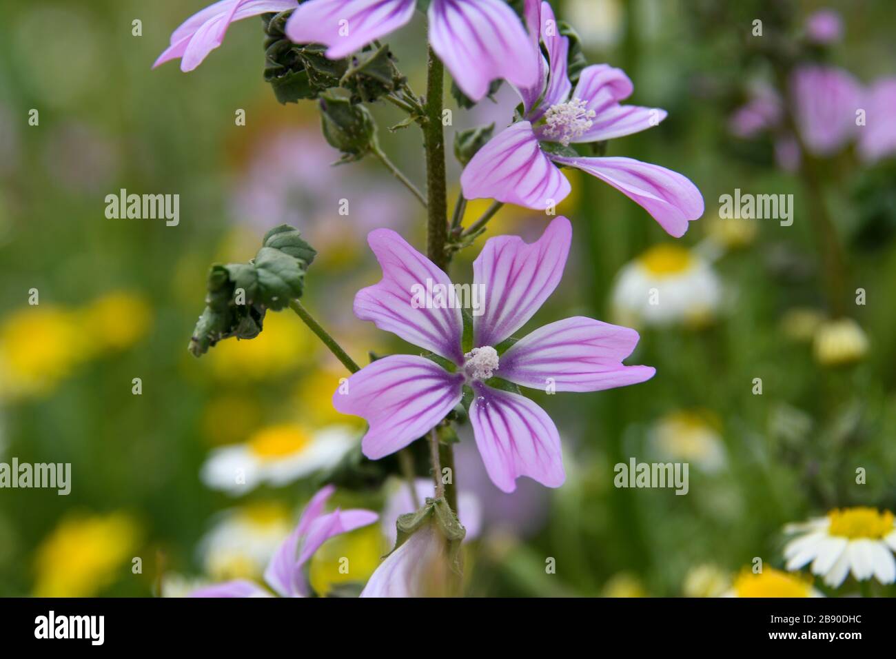 Malva sylvestris is a species of the mallow genus Malva in the family of Malvaceae and is considered to be the type species for the genus. Known as co Stock Photo