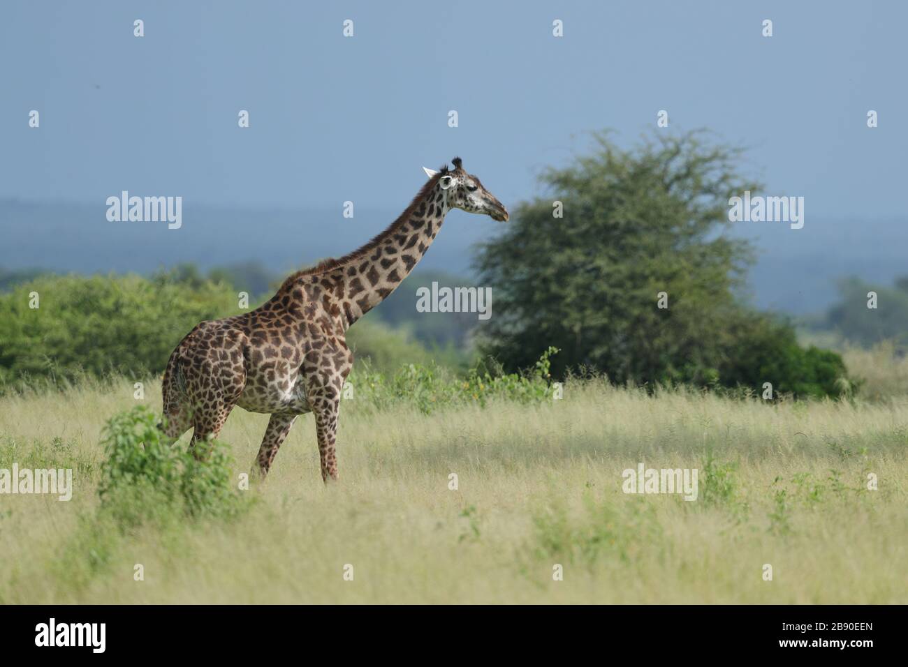 The Masai giraffe, also spelled Maasai giraffe, also called Kilimanjaro giraffe, is the largest subspecies of giraffe. Stock Photo