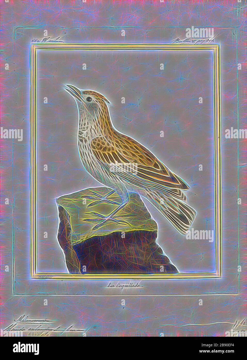 Alauda cristata, Print, The crested lark (Galerida cristata) is a species of lark distinguished from the other 81 species of lark by the crest of feathers that rise up in territorial or courtship displays and when singing. Common to mainland Europe, the birds can also be found in northern Africa and in parts of western Asia and China. It is a non-migratory bird, but can occasionally be found as a vagrant in Great Britain., 1700-1880, Reimagined by Gibon, design of warm cheerful glowing of brightness and light rays radiance. Classic art reinvented with a modern twist. Photography inspired by fu Stock Photo