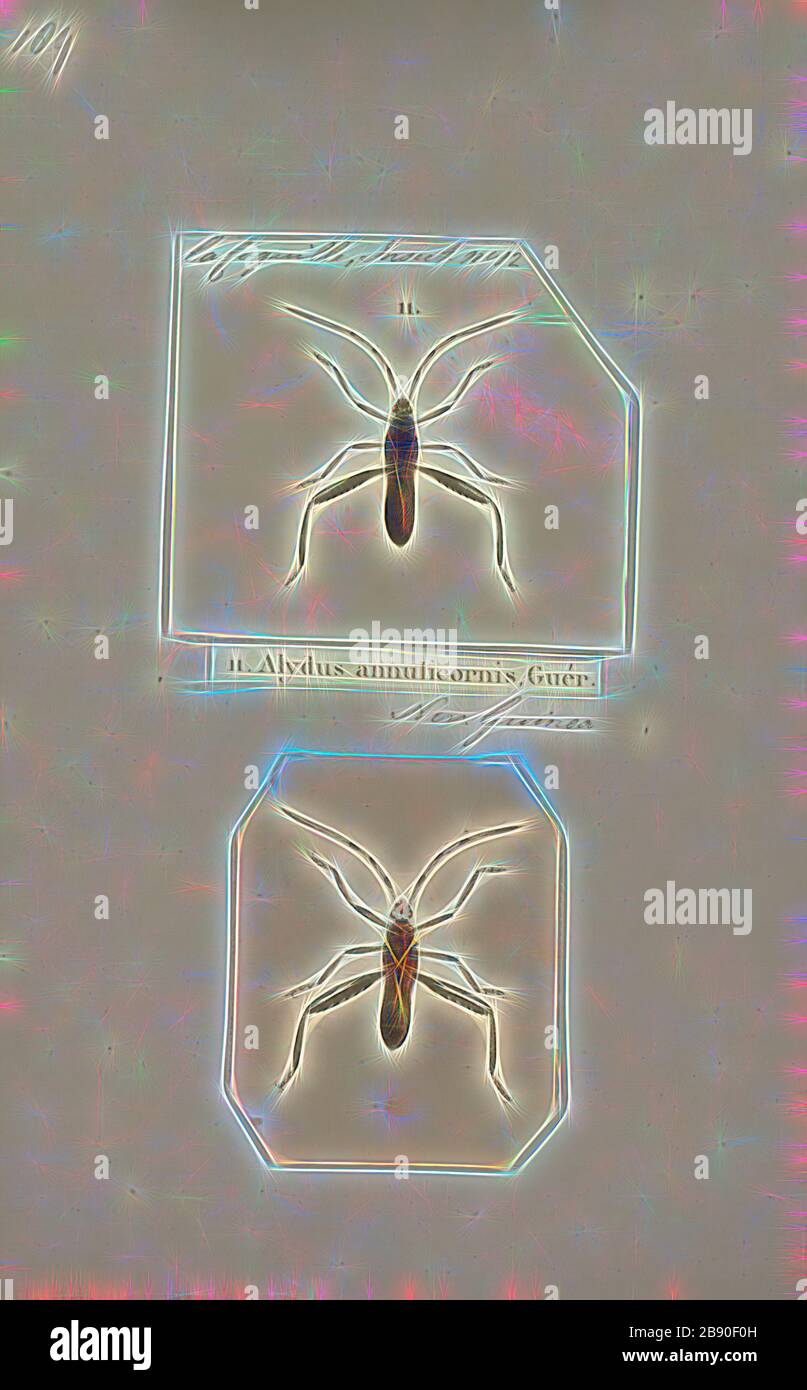 Alydus, Print, Alydus is a genus of broad-headed bugs in the family Alydidae. There are about 11 described species in Alydus, including 2 extinct species., Reimagined by Gibon, design of warm cheerful glowing of brightness and light rays radiance. Classic art reinvented with a modern twist. Photography inspired by futurism, embracing dynamic energy of modern technology, movement, speed and revolutionize culture. Stock Photo
