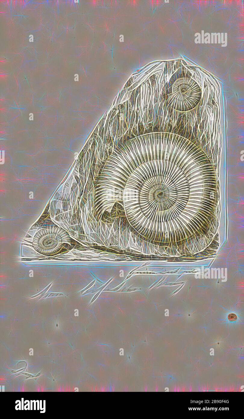 Ammonites bifidus, Print, Ammonoidea, Ammonoids are a group of extinct marine mollusc animals in the subclass Ammonoidea of the class Cephalopoda. These molluscs, commonly referred to as ammonites, are more closely related to living coleoids (i.e., octopuses, squid, and cuttlefish) than they are to shelled nautiloids such as the living Nautilus species. The earliest ammonites appear during the Devonian, and the last species died out in the Cretaceous–Paleogene extinction event., Reimagined by Gibon, design of warm cheerful glowing of brightness and light rays radiance. Classic art reinvented w Stock Photo
