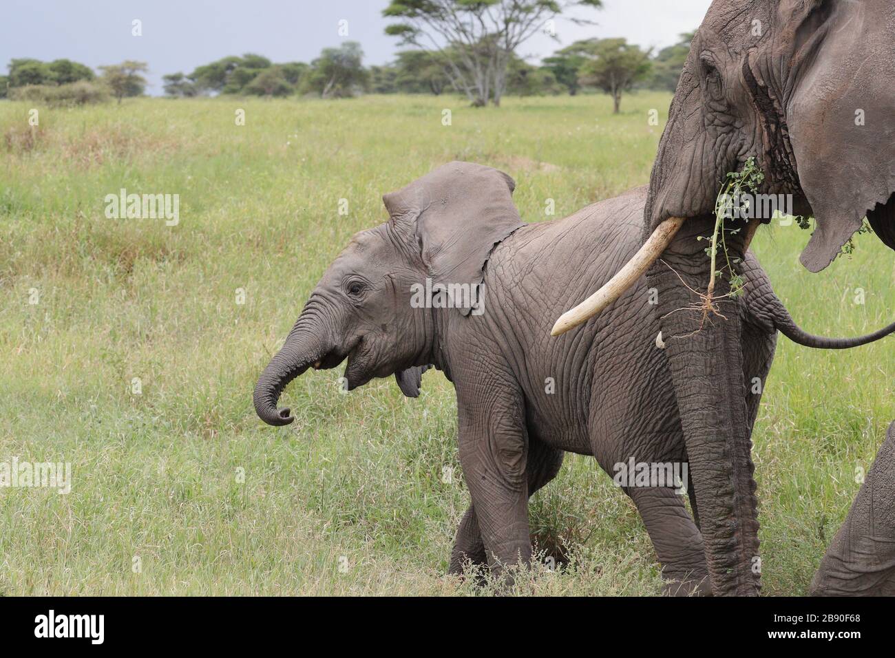 The African bush elephant, also known as the African savanna elephant ...