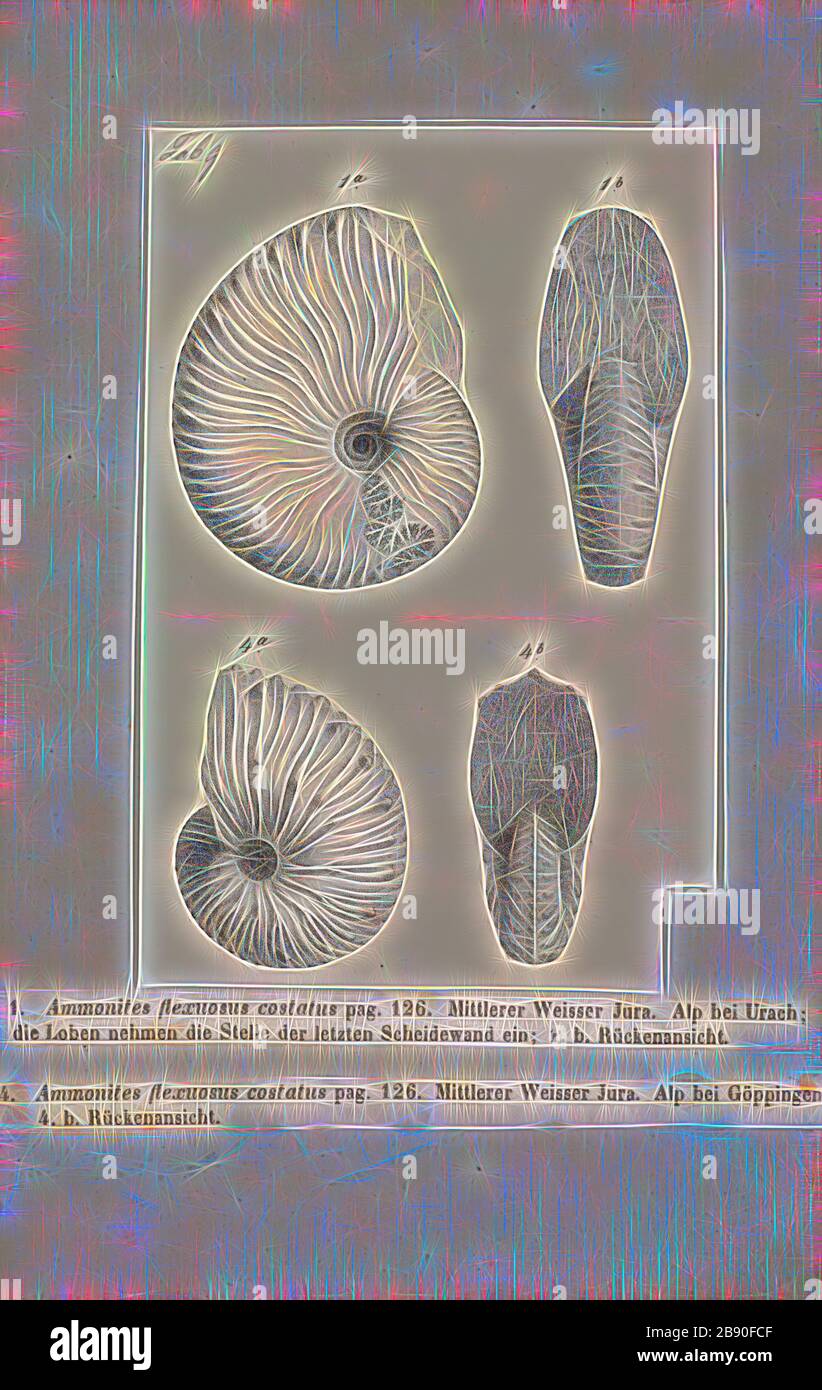 Ammonites flexuosus costatus, Print, Ammonoidea, Ammonoids are a group of extinct marine mollusc animals in the subclass Ammonoidea of the class Cephalopoda. These molluscs, commonly referred to as ammonites, are more closely related to living coleoids (i.e., octopuses, squid, and cuttlefish) than they are to shelled nautiloids such as the living Nautilus species. The earliest ammonites appear during the Devonian, and the last species died out in the Cretaceous–Paleogene extinction event., Reimagined by Gibon, design of warm cheerful glowing of brightness and light rays radiance. Classic art r Stock Photo