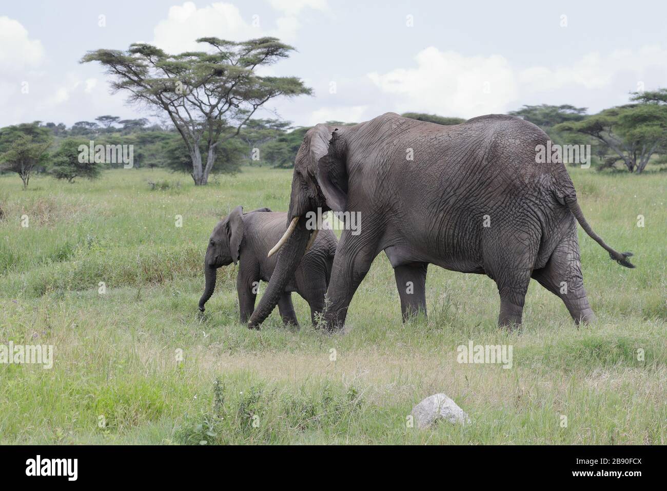 The African bush elephant, also known as the African savanna elephant, is the largest living terrestrial animal. Stock Photo