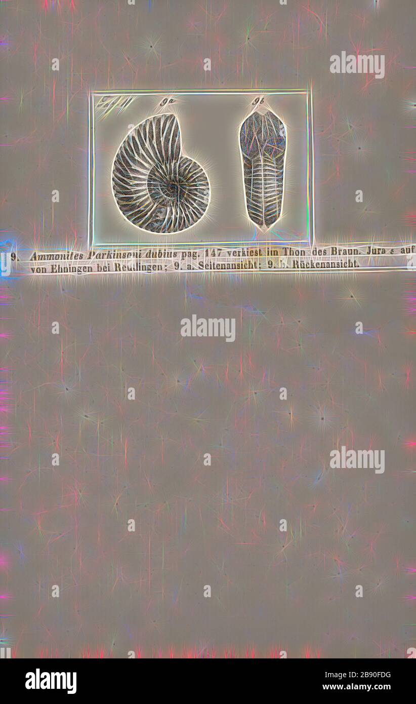 Ammonites parkinsoni dubius, Print, Ammonoidea, Ammonoids are a group of extinct marine mollusc animals in the subclass Ammonoidea of the class Cephalopoda. These molluscs, commonly referred to as ammonites, are more closely related to living coleoids (i.e., octopuses, squid, and cuttlefish) than they are to shelled nautiloids such as the living Nautilus species. The earliest ammonites appear during the Devonian, and the last species died out in the Cretaceous–Paleogene extinction event., Reimagined by Gibon, design of warm cheerful glowing of brightness and light rays radiance. Classic art re Stock Photo