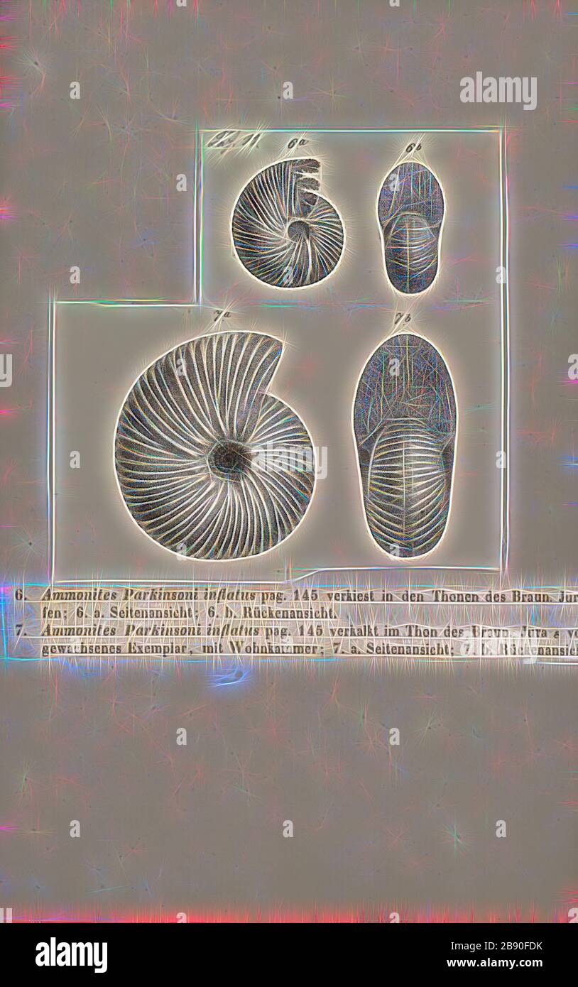 Ammonites parkinsoni inflatus, Print, Ammonoidea, Ammonoids are a group of extinct marine mollusc animals in the subclass Ammonoidea of the class Cephalopoda. These molluscs, commonly referred to as ammonites, are more closely related to living coleoids (i.e., octopuses, squid, and cuttlefish) than they are to shelled nautiloids such as the living Nautilus species. The earliest ammonites appear during the Devonian, and the last species died out in the Cretaceous–Paleogene extinction event., Reimagined by Gibon, design of warm cheerful glowing of brightness and light rays radiance. Classic art Stock Photo