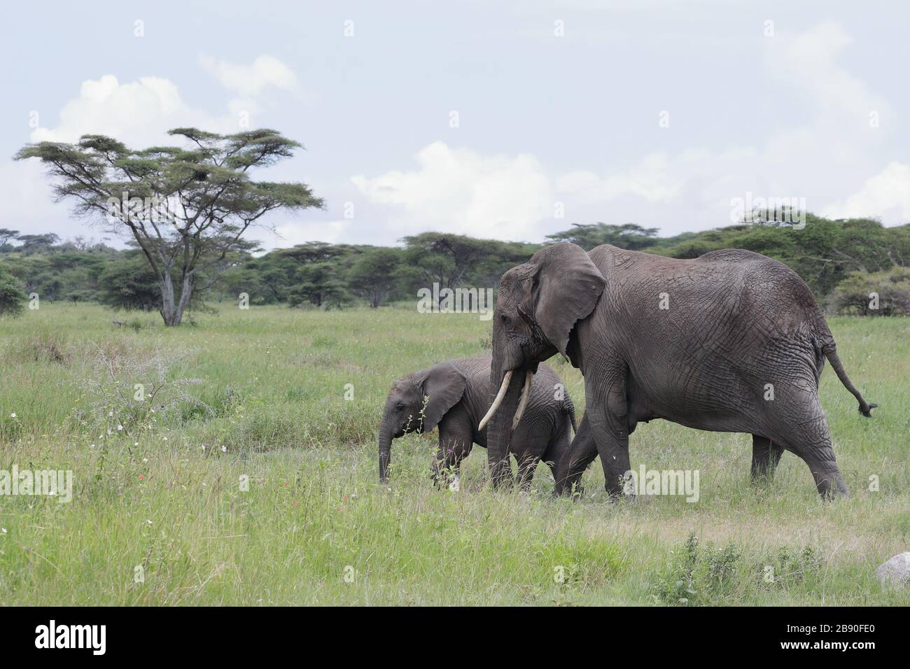 The African bush elephant, also known as the African savanna elephant ...