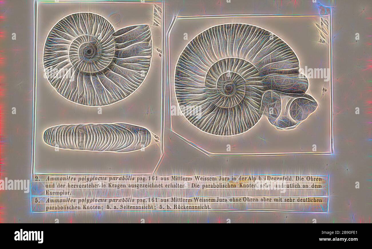 Ammonites polyplocus parabolis, Print, Ammonoidea, Ammonoids are a group of extinct marine mollusc animals in the subclass Ammonoidea of the class Cephalopoda. These molluscs, commonly referred to as ammonites, are more closely related to living coleoids (i.e., octopuses, squid, and cuttlefish) than they are to shelled nautiloids such as the living Nautilus species. The earliest ammonites appear during the Devonian, and the last species died out in the Cretaceous–Paleogene extinction event., Reimagined by Gibon, design of warm cheerful glowing of brightness and light rays radiance. Classic art Stock Photo