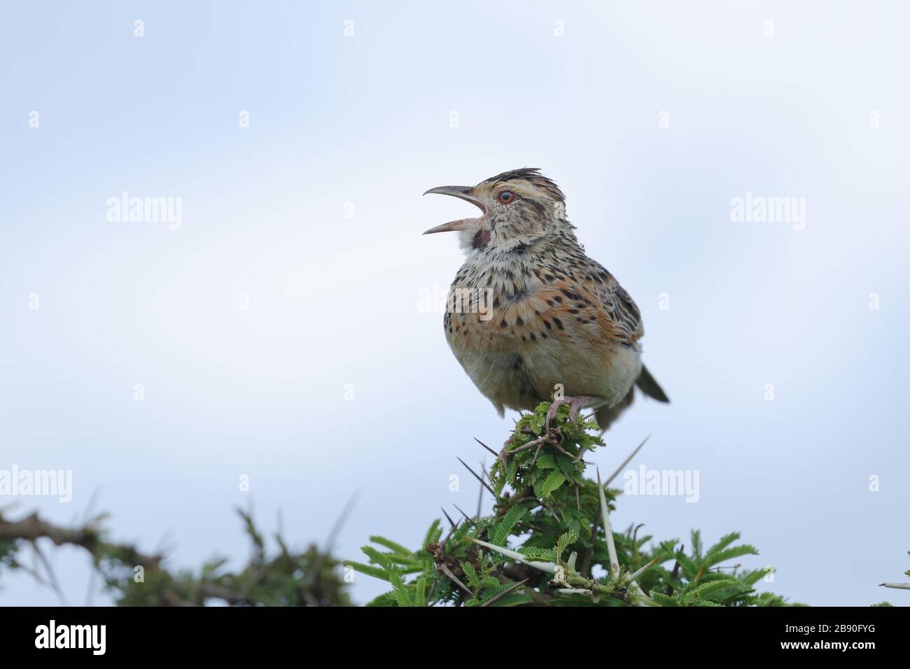 The rufous-naped lark or rufous-naped bush lark is a widespread and conspicuous species of lark in the lightly wooded grasslands, open savannas. Stock Photo