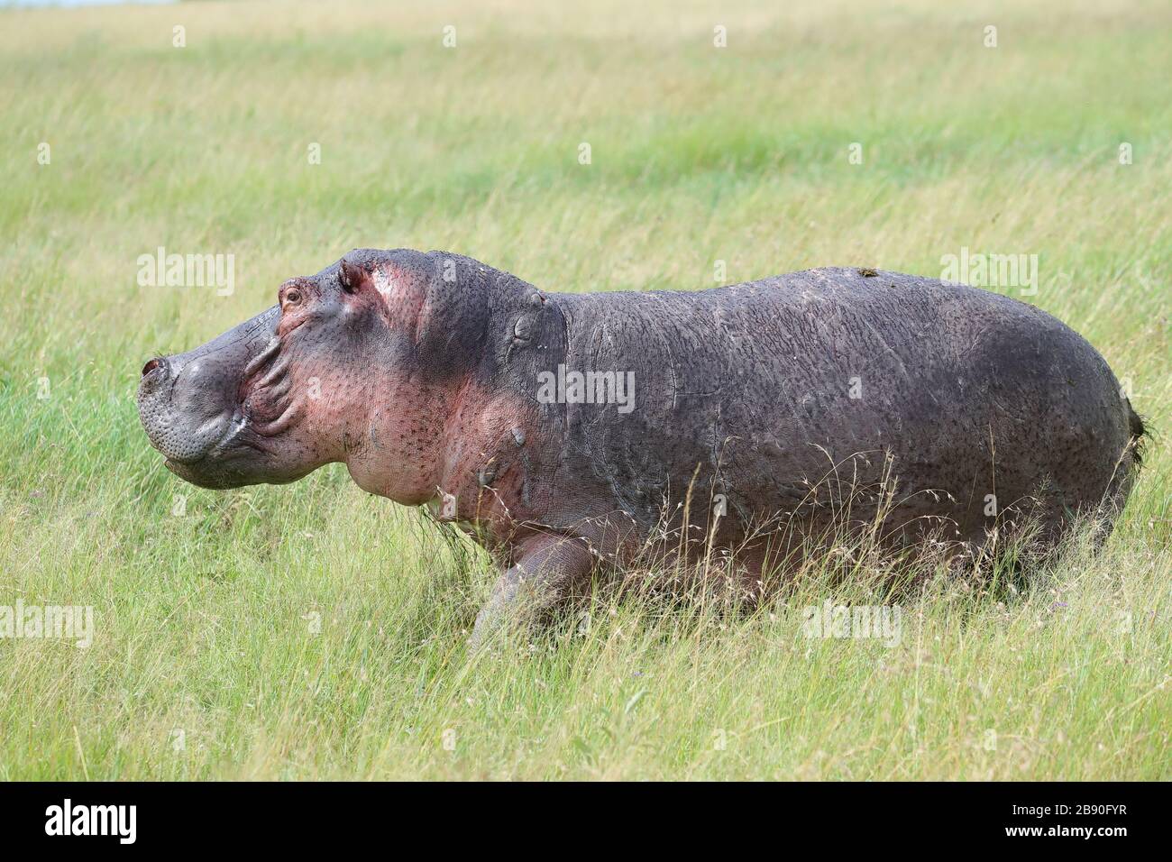 The hippopotamus, also called the common hippopotamus is a large, mostly herbivorous, semiaquatic mammal and ungulate native to sub-Saharan Africa. Stock Photo
