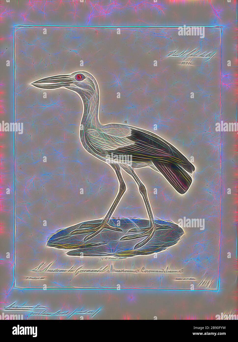Anastomus oscitans, Print, The Asian openbill or Asian openbill stork (Anastomus oscitans) is a large wading bird in the stork family Ciconiidae. This distinctive stork is found mainly in the Indian subcontinent and Southeast Asia. It is greyish or white with glossy black wings and tail and the adults have a gap between the arched upper mandible and recurved lower mandible. Young birds are born without this gap which is thought to be an adaptation that aids in the handling of snails, their main prey. Although resident within their range, they make long distance movements in response to weather Stock Photo