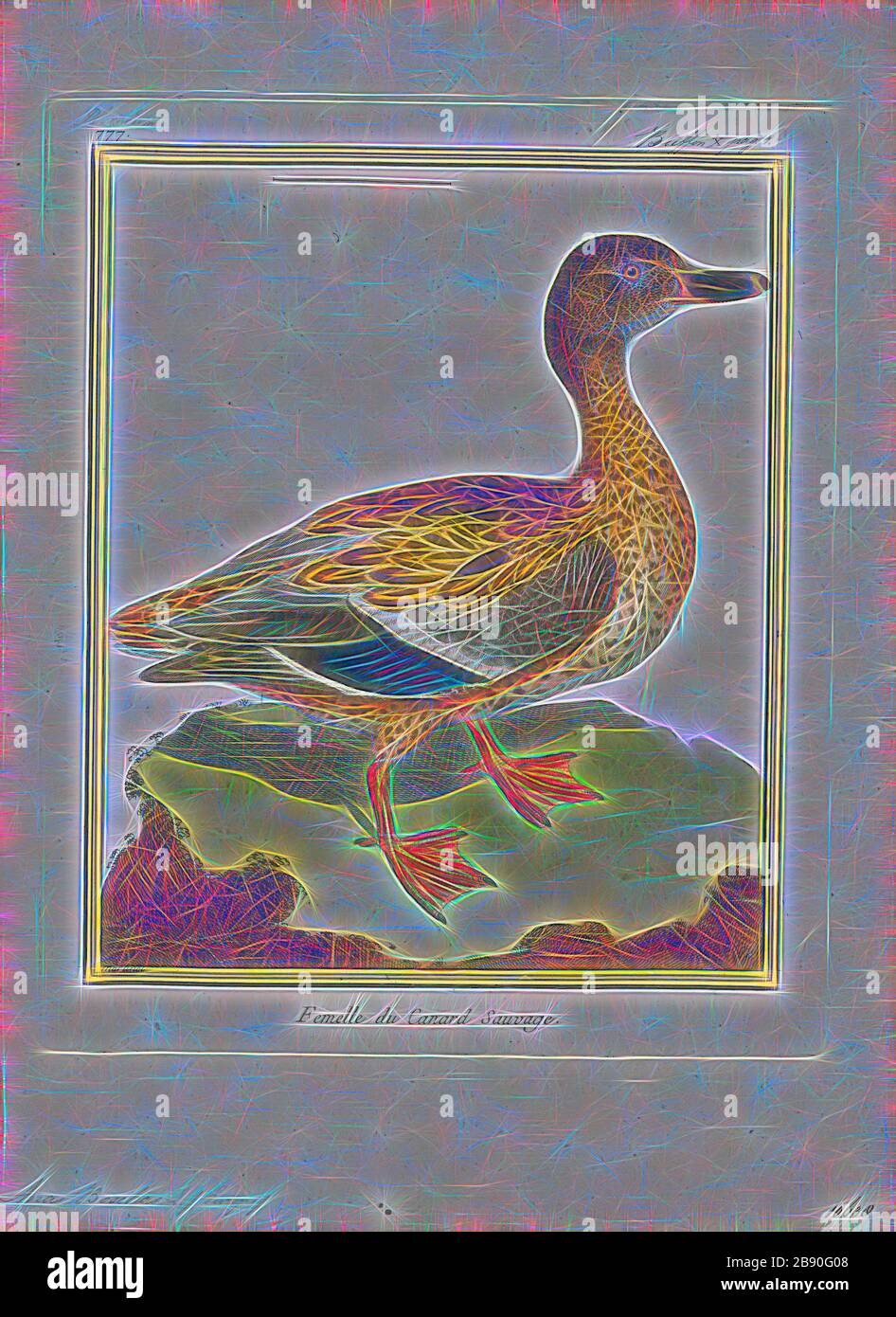 Anas boschas, Print, The mallard (Anas platyrhynchos) is a dabbling duck that breeds throughout the temperate and subtropical Americas, Eurasia, and North Africa and has been introduced to New Zealand, Australia, Peru, Brazil, Uruguay, Argentina, Chile, Colombia, the Falkland Islands, and South Africa. This duck belongs to the subfamily Anatinae of the waterfowl family Anatidae. The male birds (drakes) have a glossy green head and are grey on their wings and belly, while the females (hens or ducks) have mainly brown-speckled plumage. Both sexes have an area of white-bordered black or iridescen Stock Photo