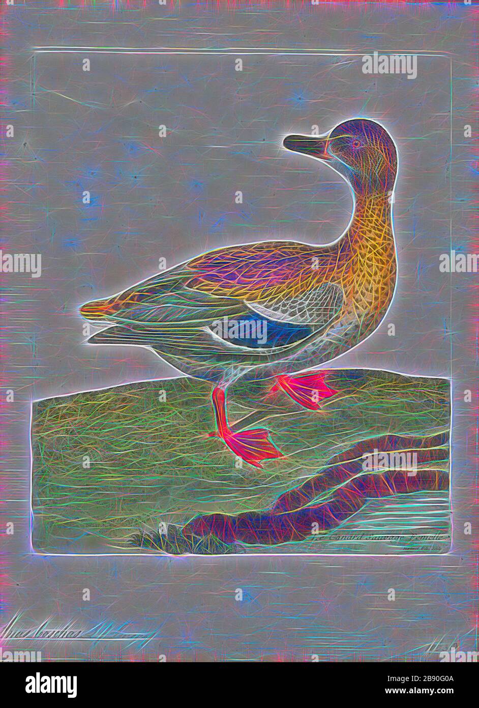 Anas boschas, Print, The mallard (Anas platyrhynchos) is a dabbling duck that breeds throughout the temperate and subtropical Americas, Eurasia, and North Africa and has been introduced to New Zealand, Australia, Peru, Brazil, Uruguay, Argentina, Chile, Colombia, the Falkland Islands, and South Africa. This duck belongs to the subfamily Anatinae of the waterfowl family Anatidae. The male birds (drakes) have a glossy green head and are grey on their wings and belly, while the females (hens or ducks) have mainly brown-speckled plumage. Both sexes have an area of white-bordered black or iridescen Stock Photo