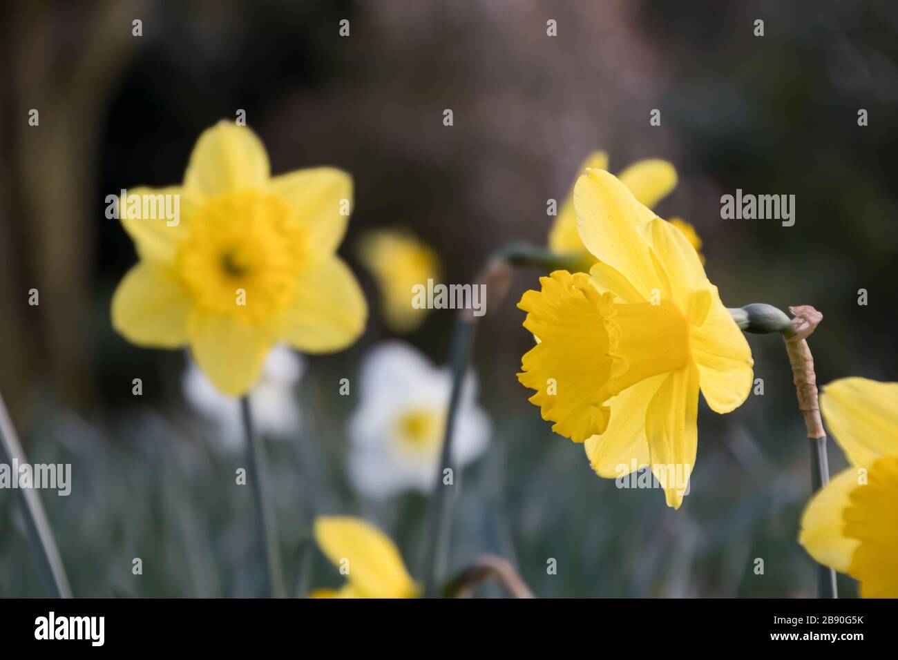 Blooming yellow daffodil flower in sunlight with bokeh background. Botanical name is narcissus. Royalty free stock photo. Stock Photo