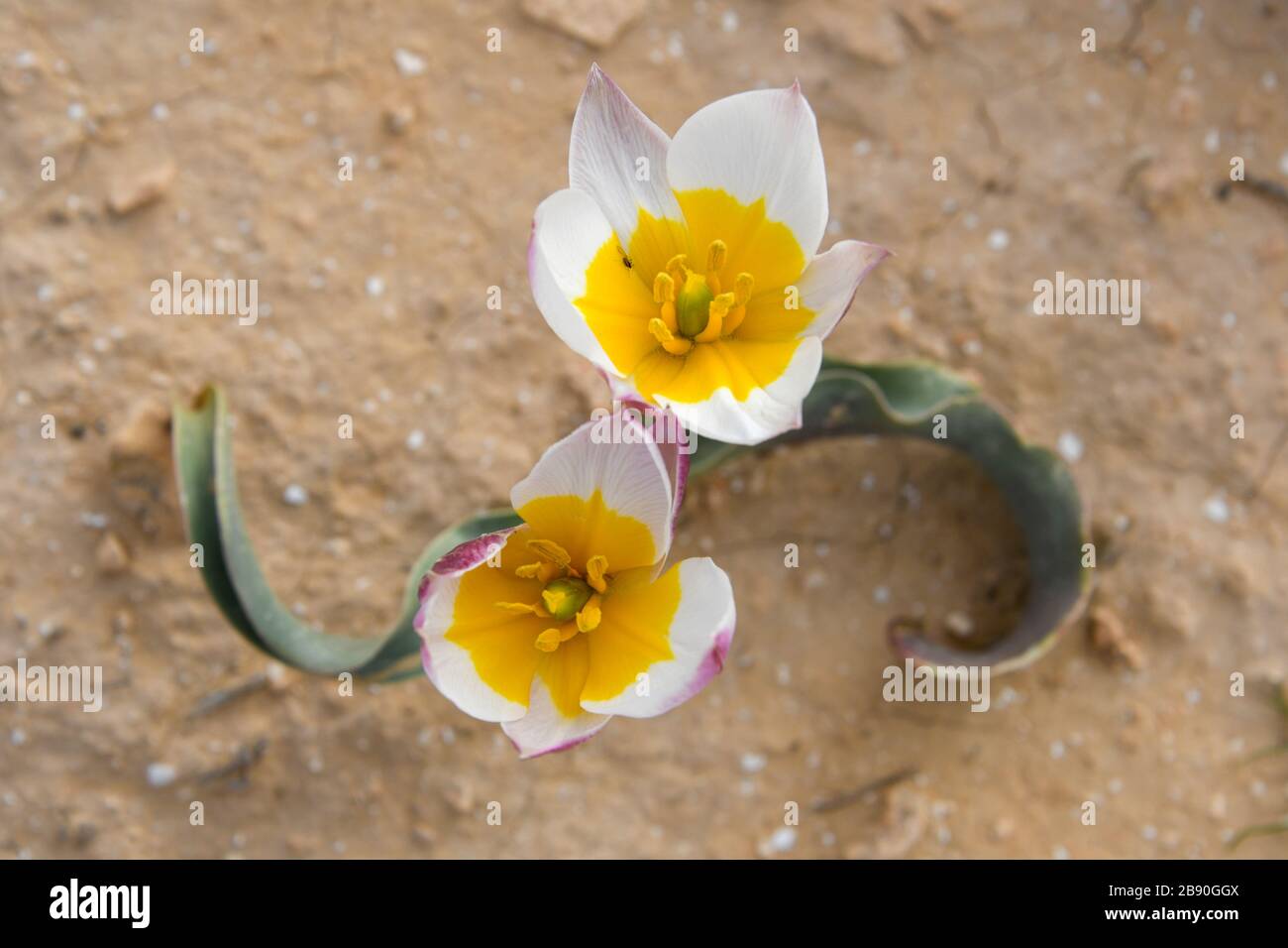 The polychrome tulip (Tulipa polychroma Stapf) is of flowering plant in the tulip genus Tulipa (biflores group sensu Hall), family Liliaceae. It is so Stock Photo