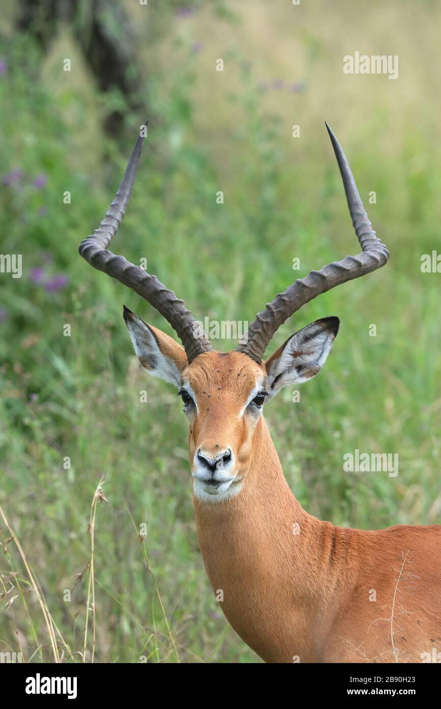 The impala is a medium-sized antelope found in eastern and southern Africa. The sole member of the genus Aepyceros. Stock Photo