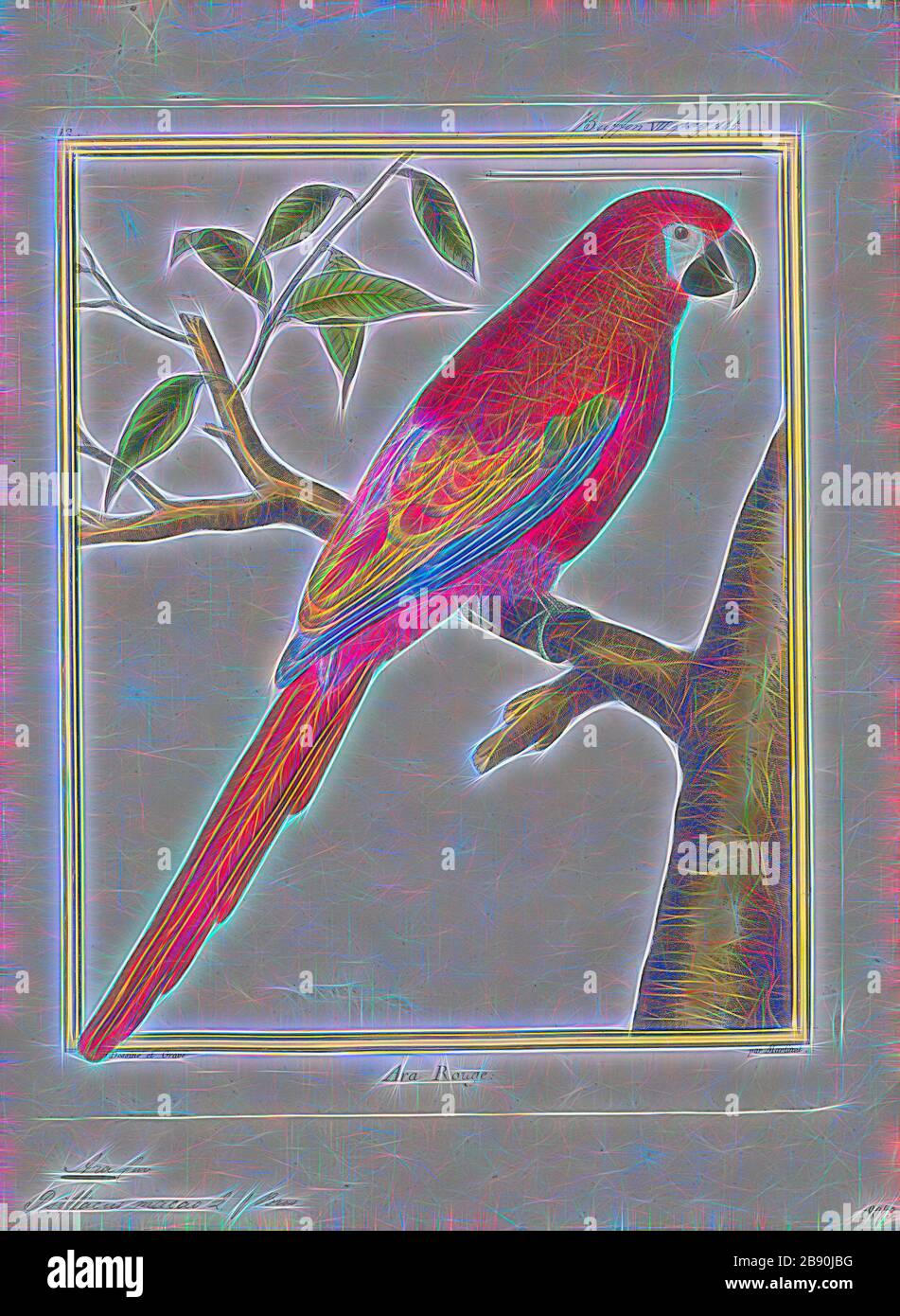 Ara macao, Print, The scarlet macaw (Ara macao) is a large red, yellow, and blue Central and South American parrot, a member of a large group of Neotropical parrots called macaws. It is native to humid evergreen forests of tropical Central and South America. Range extends from south-eastern Mexico to the Peruvian Amazon, Colombia, Bolivia, Venezuela and Brazil in lowlands of 500 m (1, 640 ft) (at least formerly) up to 1, 000 m (3, 281 ft). In some areas, it has suffered local extinction because of habitat destruction or capture for the parrot trade, but in other areas it remains fairly common. Stock Photo
