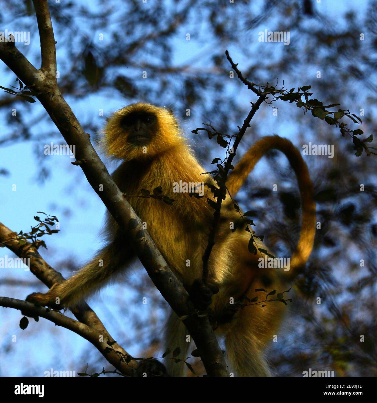 Common langur also called hanuman langur Stock Photo