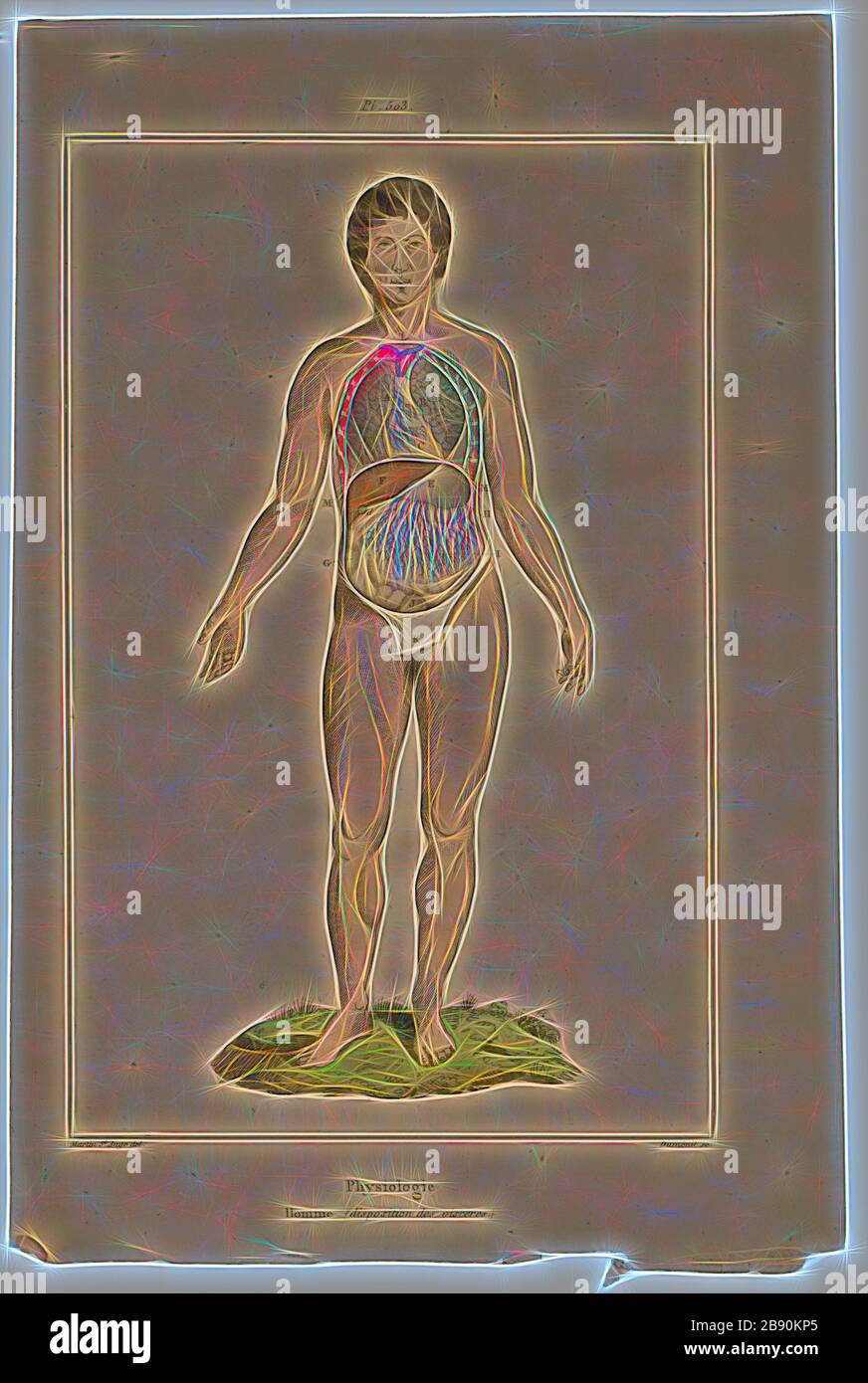 Homo sapiens, Print, Homo sapiens is the only extant human species. The ...