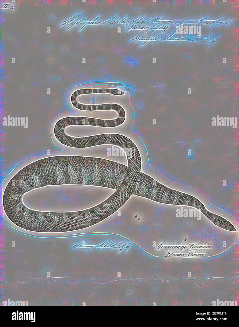 Hydrophis striata, Print, Hydrophis is a genus of sea snakes. They are typically found in Indo-Australian and Southeast Asian waters., 1700-1880, Reimagined by Gibon, design of warm cheerful glowing of brightness and light rays radiance. Classic art reinvented with a modern twist. Photography inspired by futurism, embracing dynamic energy of modern technology, movement, speed and revolutionize culture. Stock Photo