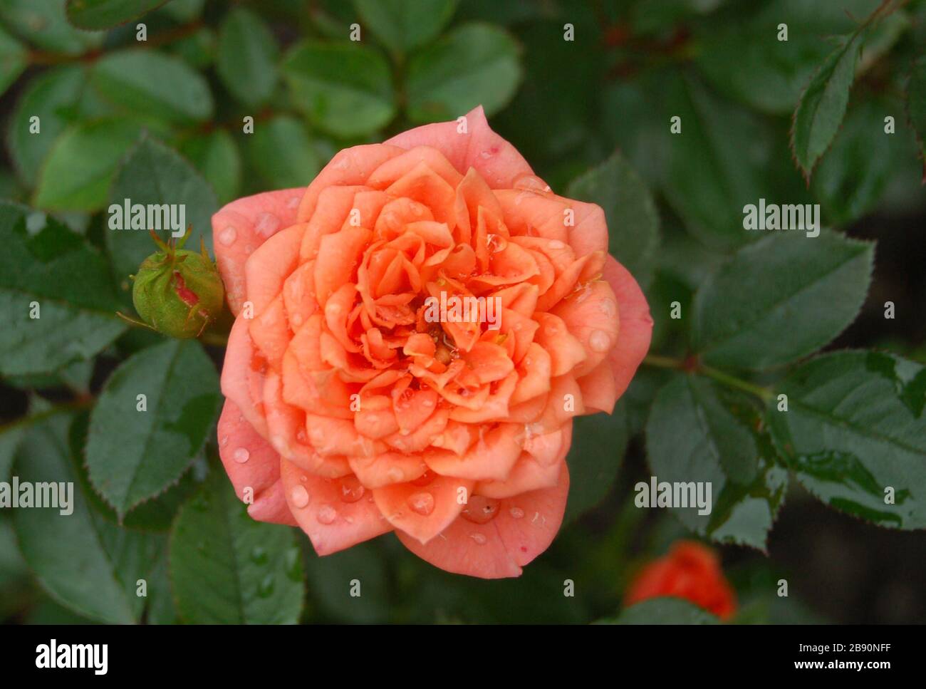 Rosa hybride hi-res stock photography and images - Alamy