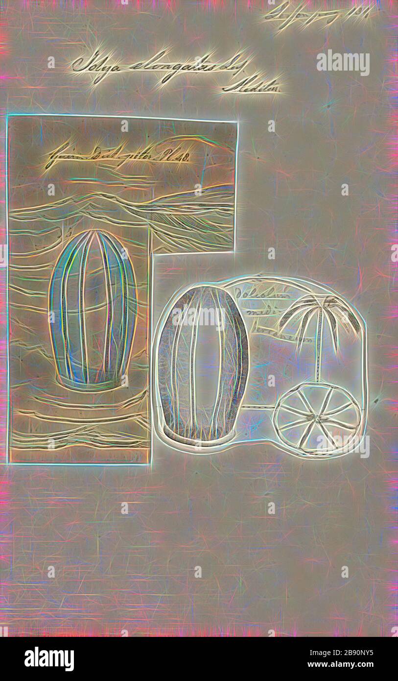 Page 3 Beroe High Resolution Stock Photography And Images Alamy