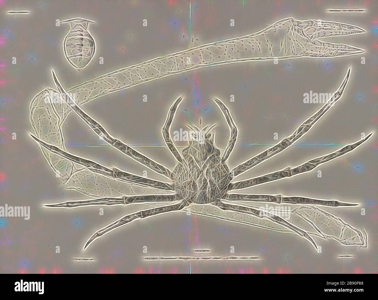 Macrocheira ginzanensis hires stock photography and images Alamy