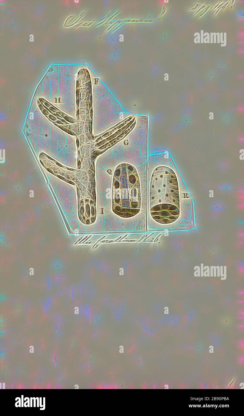 Bamboo Coral High Resolution Stock Photography And Images Alamy