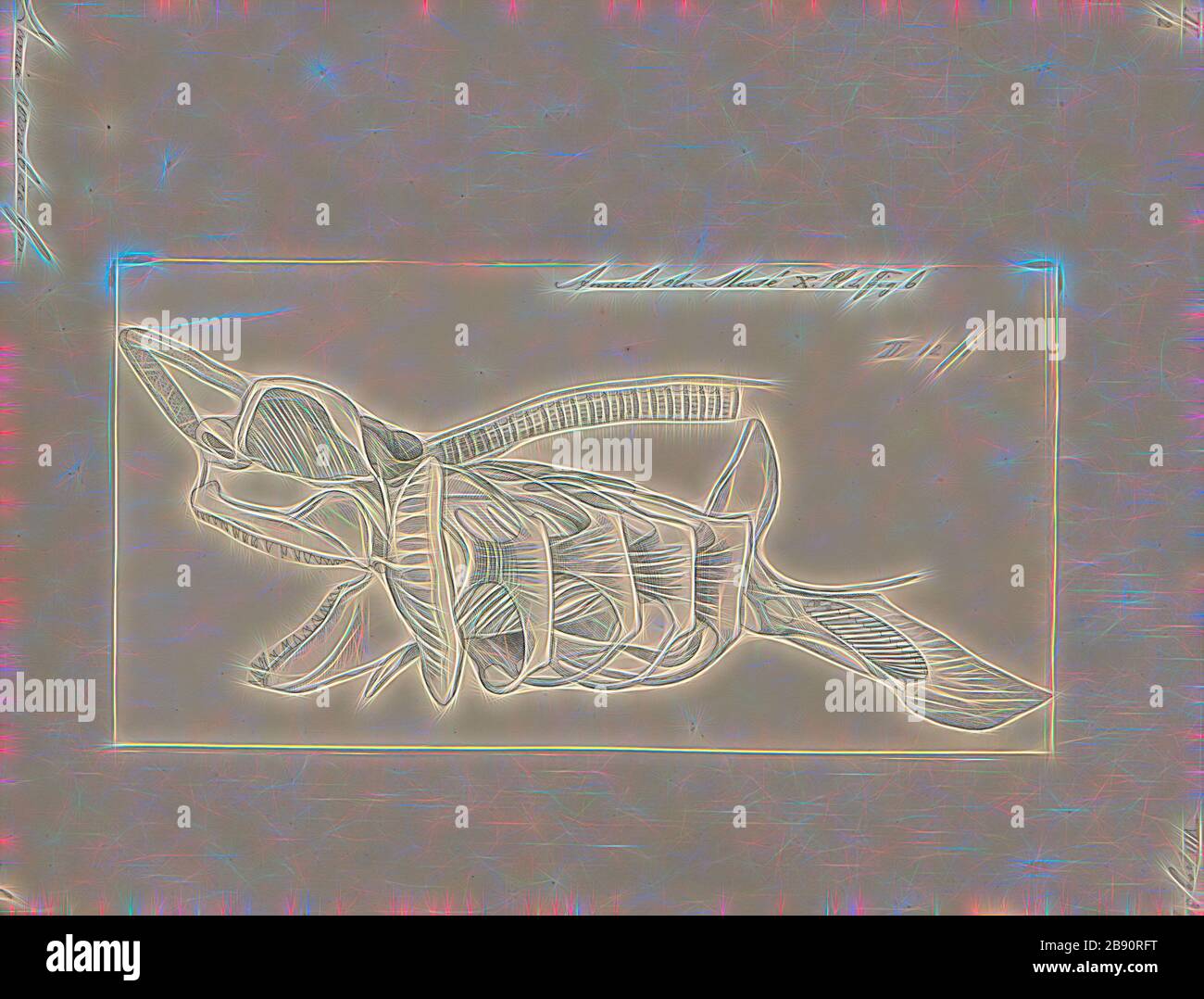 Porbeagle mackerel shark lamna nasus hires stock photography and