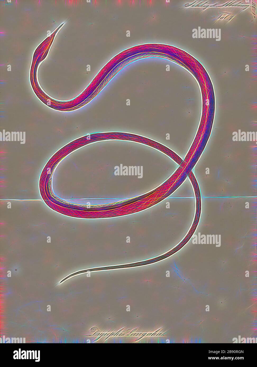 Langaha nasuta, Print, Langaha is a small genus of colubrid snakes in the subfamily Pseudoxyrhophiinae. The genus contains three species, all of which are endemic to Madagascar., 1700-1880, Reimagined by Gibon, design of warm cheerful glowing of brightness and light rays radiance. Classic art reinvented with a modern twist. Photography inspired by futurism, embracing dynamic energy of modern technology, movement, speed and revolutionize culture. Stock Photo