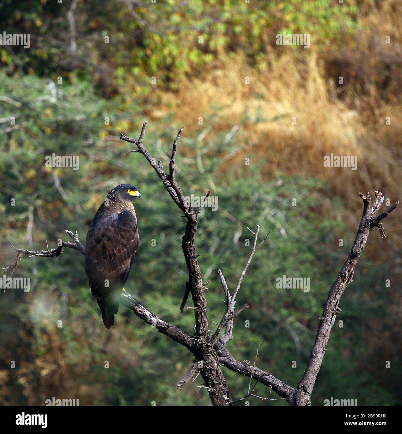 Dogra cheel hi-res stock photography and images - Alamy