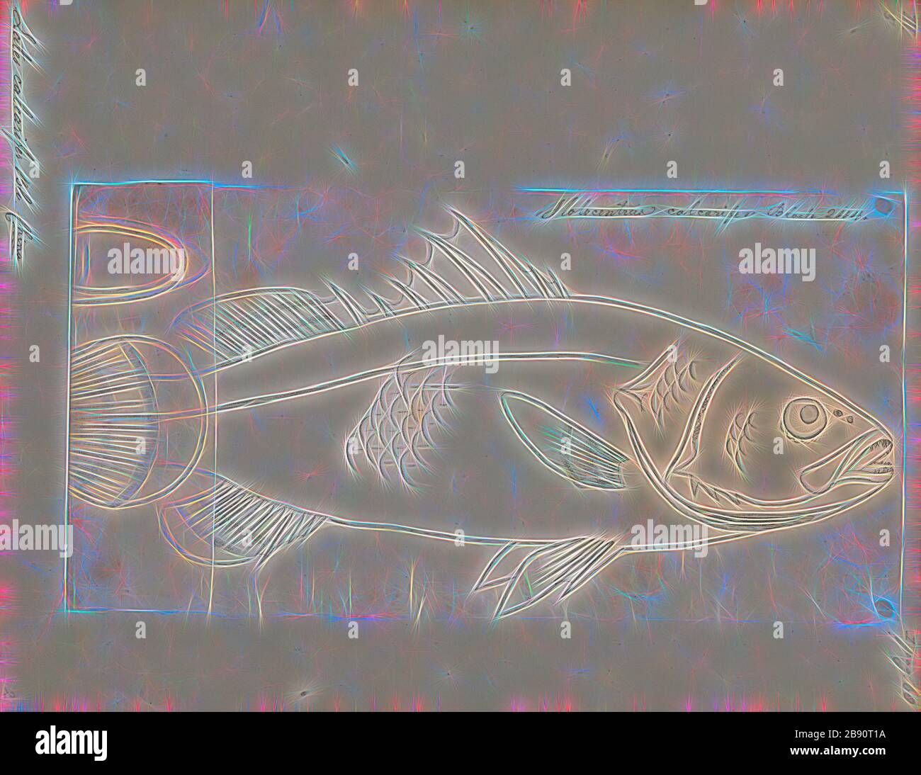 Lates calcarifer, Print, The barramundi (Lates calcarifer) or Asian sea bass, is a species of catadromous fish in the family Latidae of the order Perciformes. The species is widely distributed in the Indo-West Pacific region from South Asia to Papua New Guinea and Northern Australia. The fish is known as pla kapong in Thai and as bhetki in Bengali., Reimagined by Gibon, design of warm cheerful glowing of brightness and light rays radiance. Classic art reinvented with a modern twist. Photography inspired by futurism, embracing dynamic energy of modern technology, movement, speed and revolutioni Stock Photo