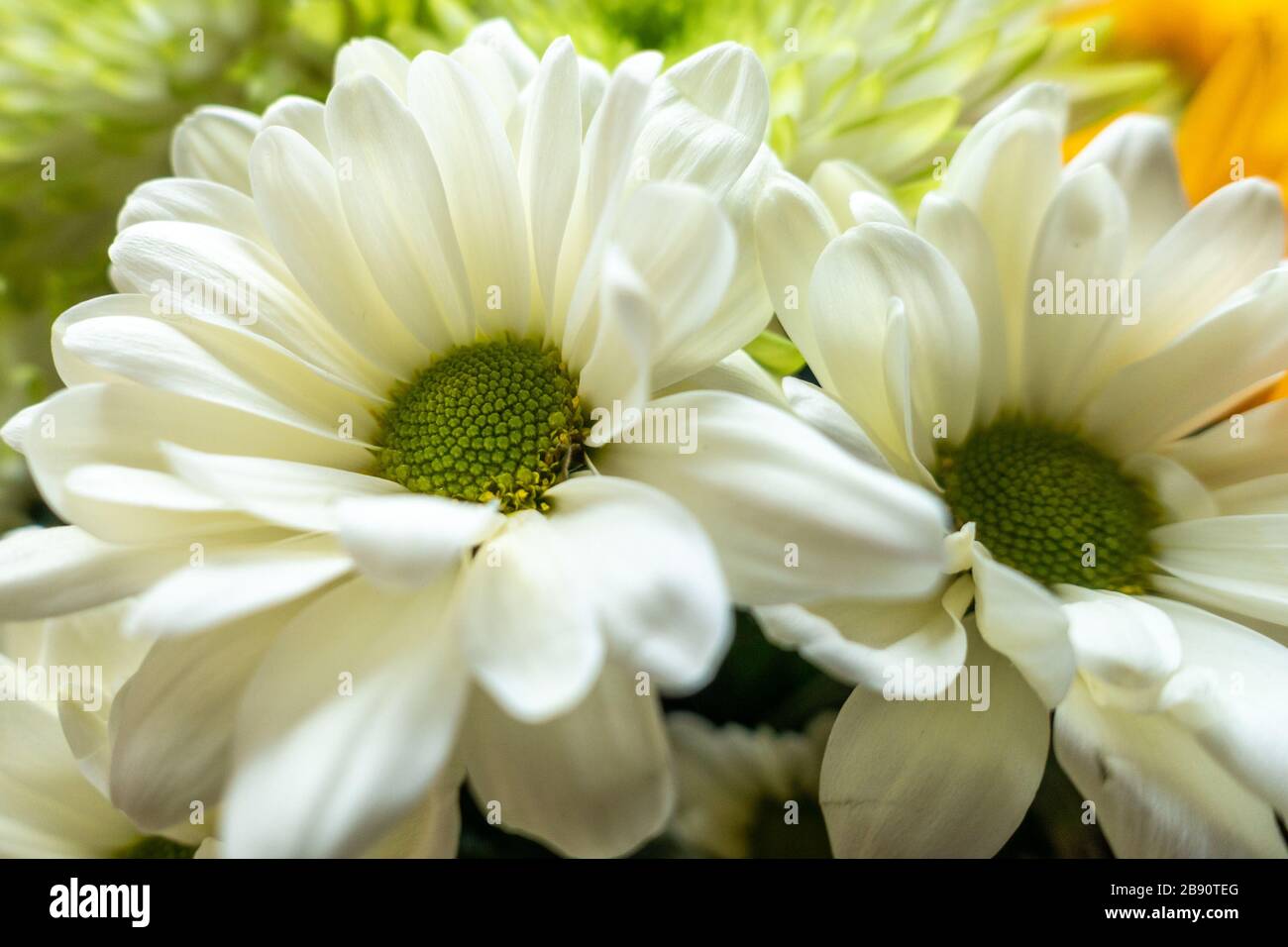 A close up view of creamy white gerbera daisy flowers in a bouquet of flowers. Stock Photo